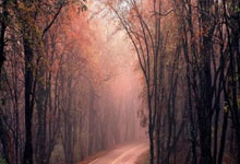 爱尔兰选手再次获奖，实力超群